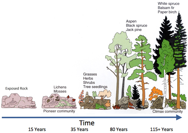 Image is a diagram of primary succession
