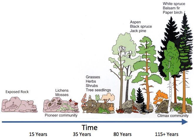 primary succession lichens