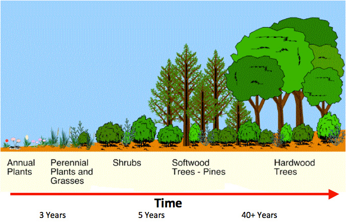 Image is a diagram of secondary succession