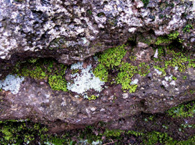 Image is of a rock with moss and lichen growing on it