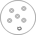 petri dish with 5 round spots and one fuzzy spot