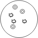 petri dish with 3 round spots and 3 fuzzy spots