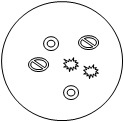 petri dish with 2 round spots and 2 fuzzy spots and 2 oblong spots