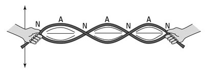 This image shows a rope forming a wave with three antinodes and four nodes