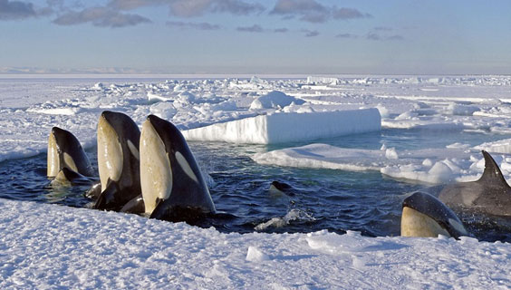  Image shows whales and ice floating on water