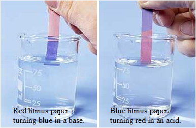 Red litmus paper turning blue in a base and blue litmus paper turning red in an acid.