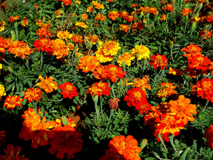 A photograph of a large bunch of marigolds growing in a garden.