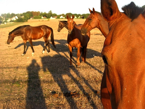 A photo of horses that are similar looking but are also different. For example, one has white ankles and another has a small patch of white between the eyes.