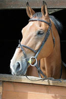 A photograph of a horse with its head outside of a stall