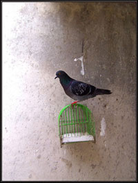 A photograph of a pigeon sitting on top of a bird cage