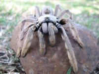 tarantula