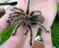tarantula