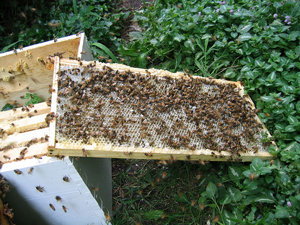 A photograph of a bee keeper's bee hive covered with bees