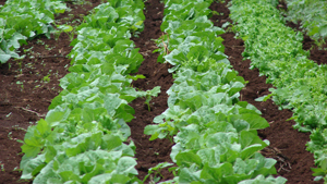 A photograph of rows of lettuce planted in a field