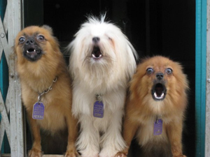 A photograph of three small dogs that are barking