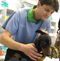 A photograph of a male veterinarian examining a dachshund. 