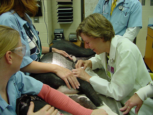 A photograph of a female veterinarian examining a large dog on an examination table. 