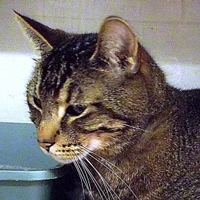 A photograph of a Tabby cat.