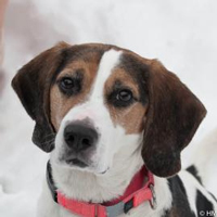A photograph of a Beagle dog.