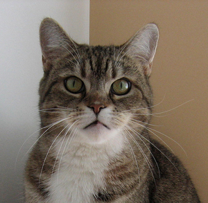 A photograph of a cat looking into the camera.