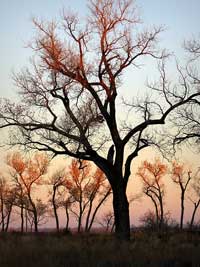 Picture of cottonwood trees at sunset in Little Salt Marsh, Quivira National Wildlife Refuge, Kansas.