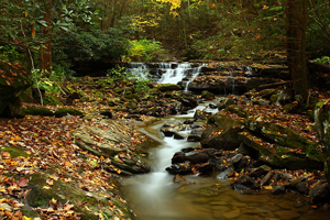 A photograph of a running creek in the woods
