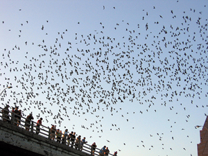 A photograph of a cloud of bats flying up from under the Congress Avenue bridge in Austin, TX.