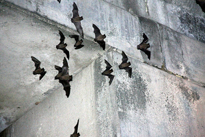A photograph of bats flying under the Congress Avenue Bridge in Austin, TX