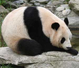 Photo of a panda bear resting on a large rock