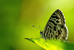 butterfly on wildflower