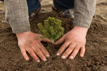 Photo of the hands and knees of someone packing the dirt down around a freshly embedded plant