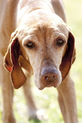 A dog is looking into the camera as if looking into your soul.