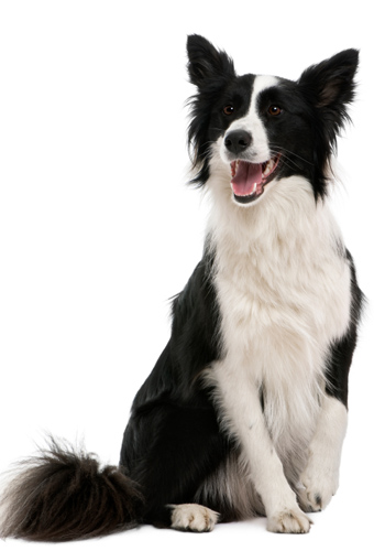 Photo of attentive and smiling border collie.