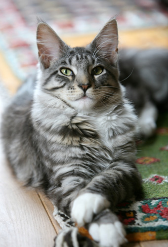Photo of majestic-looking gray cat with front paws crossed in front.