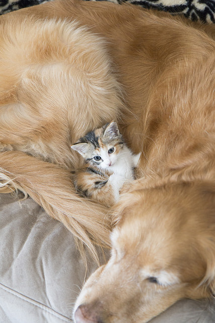 A kitten cuddles with an adult dog.