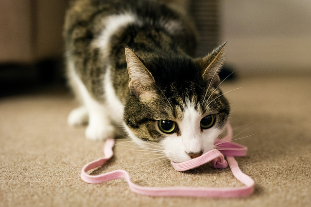 Kitten playing with pink string