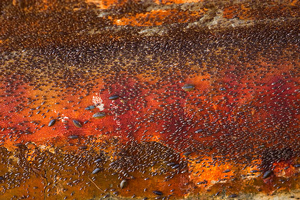 photo of thousands of bugs on a red-orange surface