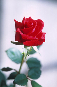 A photograph of a long stem red rose
