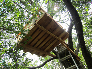 A photograph of a tree house taken from below looking up.