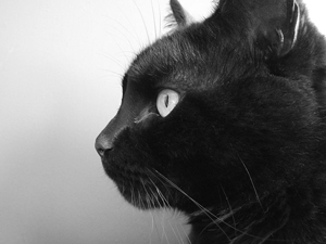 A portrait photograph of a black cat's head