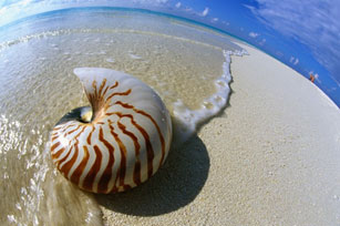 nautilus shell