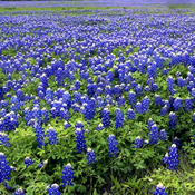 Image shows a field of bluebonnet flowers.
