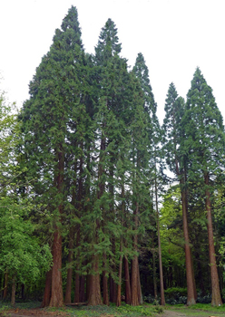 image of redwood forest