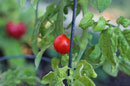 tomato on a vine