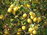 Lemons on a tree