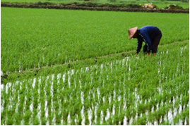 rice field