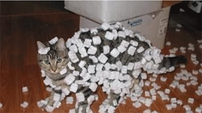 cat with packaging peanuts stuck to it
