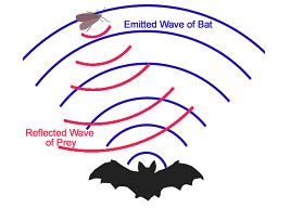 bat locating an insect by listening to reflected sound wave