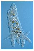  Image is of an Amoeba proteus as seen under a microscope.