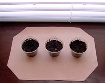Image is of three soil filled cups sitting in a window seal